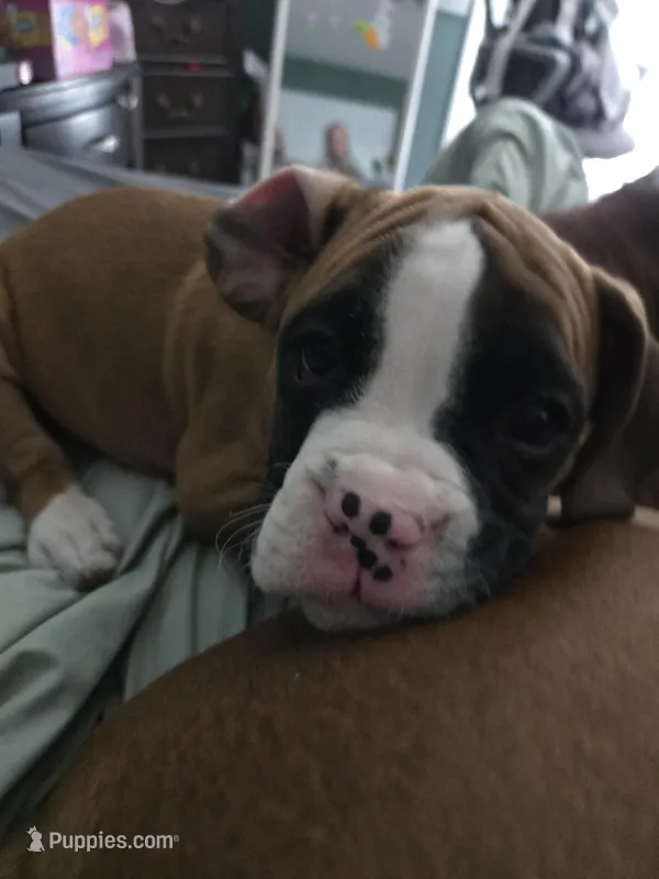 Lulu – Boxer puppy for sale in Galloway Township, NJ