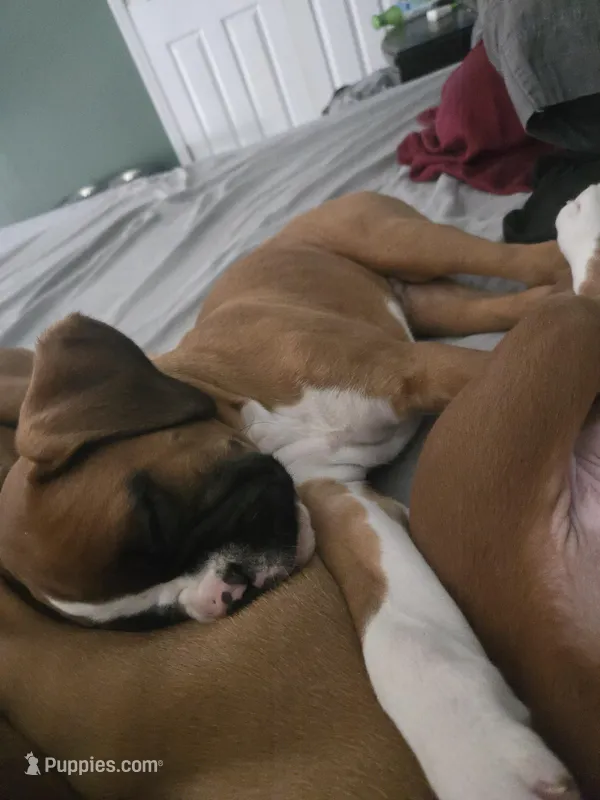 Lucky – Boxer puppy for sale in Galloway Township, NJ