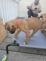 Lucky, a male Boxer for sale in Galloway Township, NJ – Photo 3 of 4