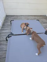 Lucky, a male Boxer for sale in Galloway Township, NJ – Photo 4 of 4