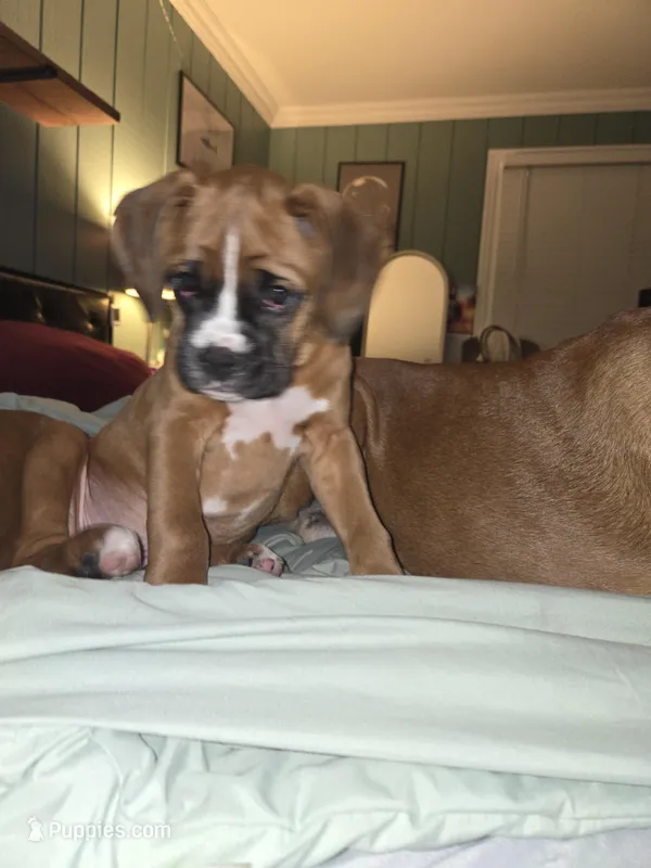 Lucky – Boxer puppy on hold in Galloway Township, NJ