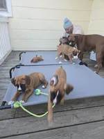 Lucky, a male Boxer for sale in Galloway Township, NJ – Photo 2 of 4