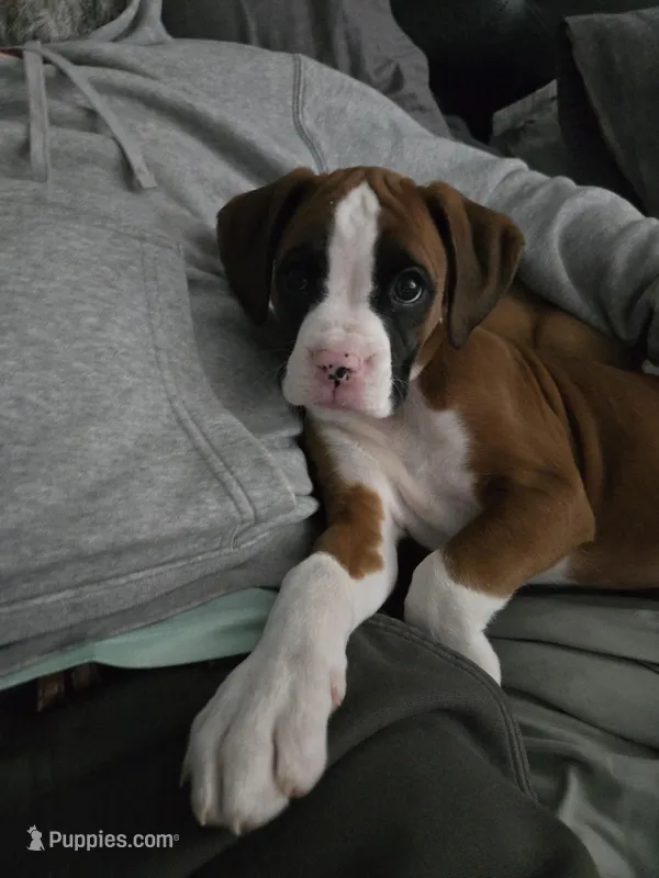 Annabelle – Boxer puppy for sale in Galloway Township, NJ