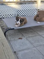 Annabelle, a female Boxer for sale in Galloway Township, NJ – Photo 3 of 3