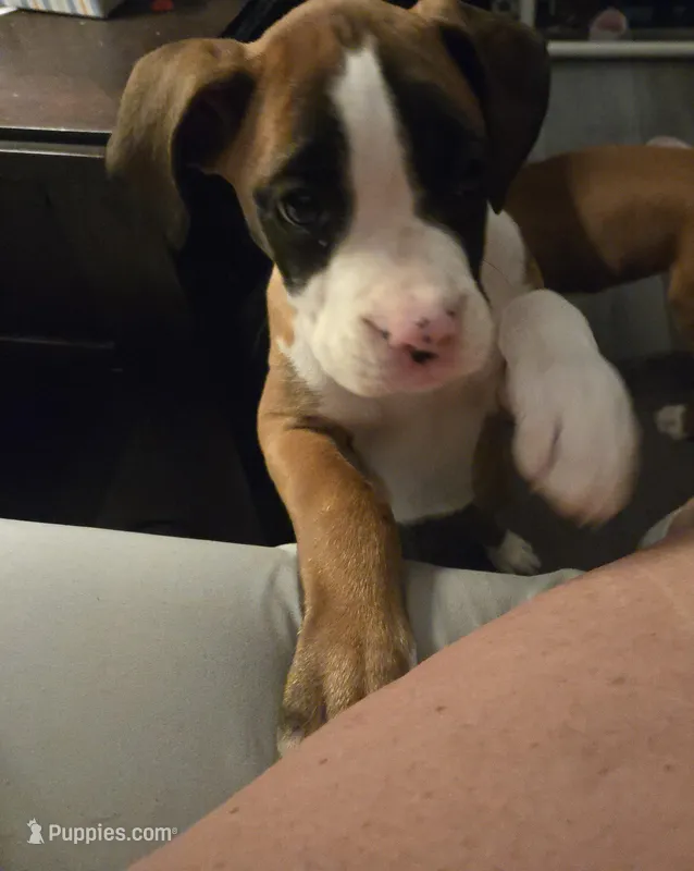 Penny – Boxer puppy for sale in Galloway Township, NJ