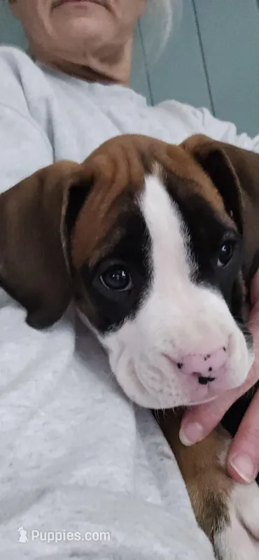 Penny – Boxer puppy for sale in Galloway Township, NJ