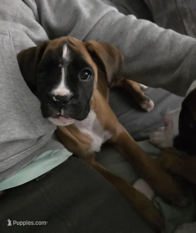 Piper – Boxer puppy for sale in Galloway Township, NJ