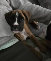 Piper, a female Boxer for sale in Galloway Township, NJ – Photo 1 of 2