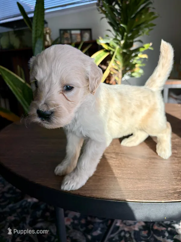 Snickerdoodle  – Goldendoodle puppy for sale in Apple Valley, CA