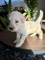 Snickerdoodle , a male Goldendoodle for sale in Apple Valley, CA – 1 of 1