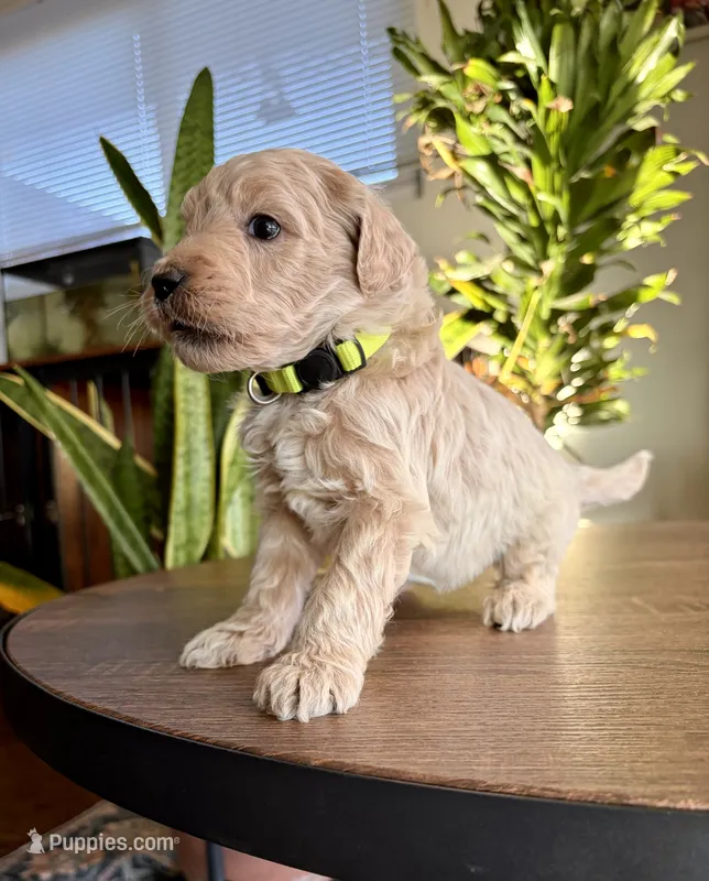 Ollie – Goldendoodle puppy for sale in Apple Valley, CA