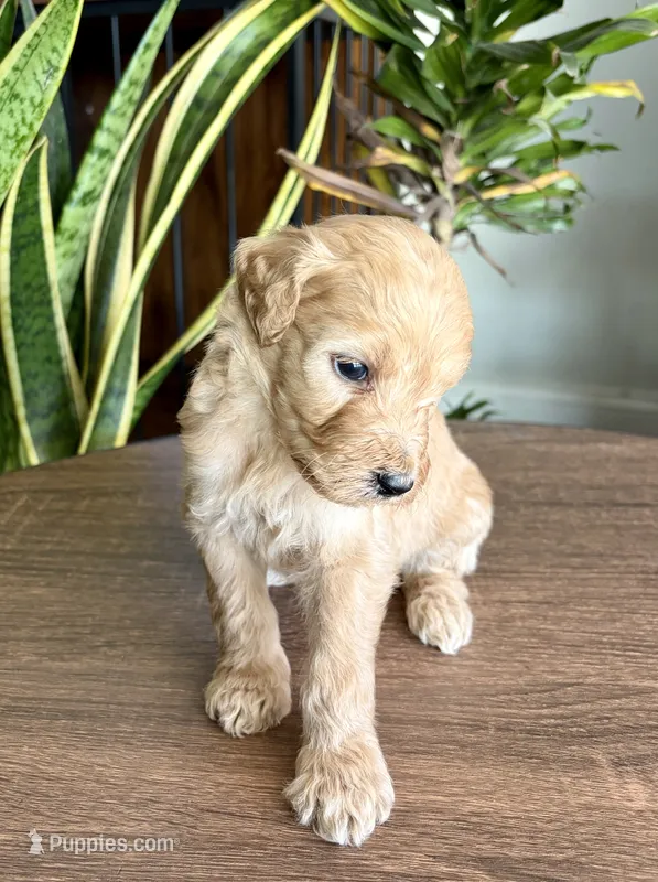 Duke  – Goldendoodle puppy for sale in Apple Valley, CA