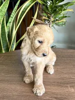 Duke , a male Goldendoodle for sale in Apple Valley, CA – 1 of 1