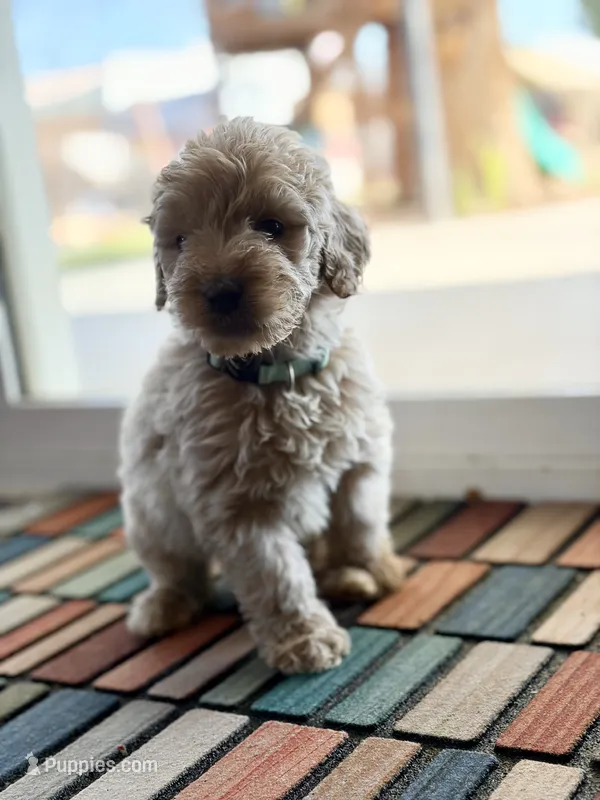 Hazel  – Goldendoodle puppy for sale in Apple Valley, CA