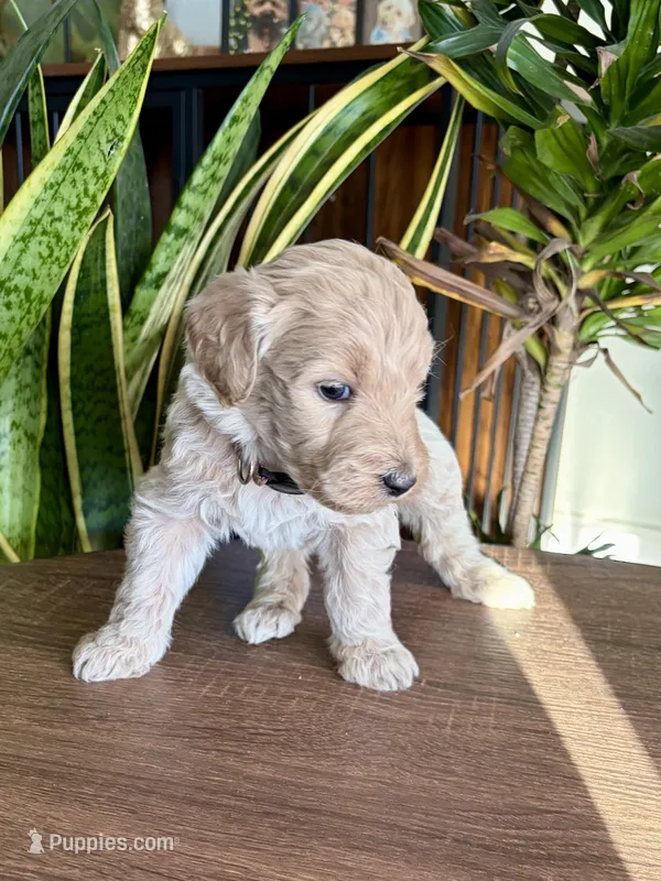 Hazel  – Goldendoodle puppy for sale in Apple Valley, CA