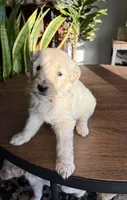 Rocky , a male Goldendoodle for sale in Apple Valley, CA – 1 of 1