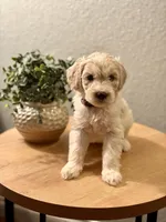 Marshmallow , a female Goldendoodle for sale in Apple Valley, CA – 1 of 2