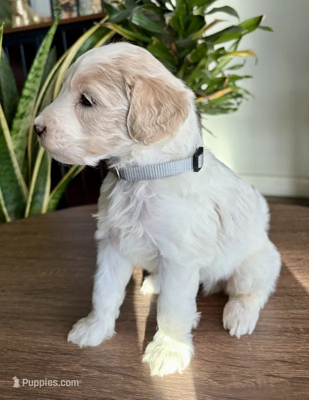Cooper  – Goldendoodle puppy for sale in Apple Valley, CA