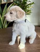Cooper , a male Goldendoodle for sale in Apple Valley, CA – 1 of 1