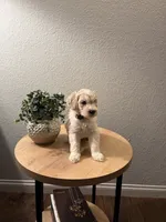 Marshmallow , a female Goldendoodle for sale in Apple Valley, CA – 2 of 2