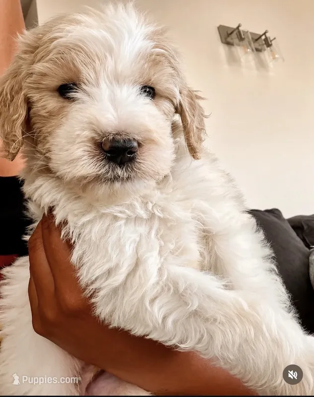 Cooper  – Goldendoodle puppy for sale in Apple Valley, CA