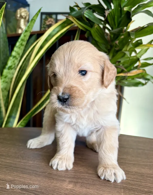 Cuddles  – Goldendoodle puppy for sale in Apple Valley, CA