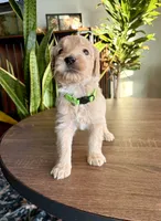 Daisy, a female Goldendoodle for sale in Apple Valley, CA – 2 of 2