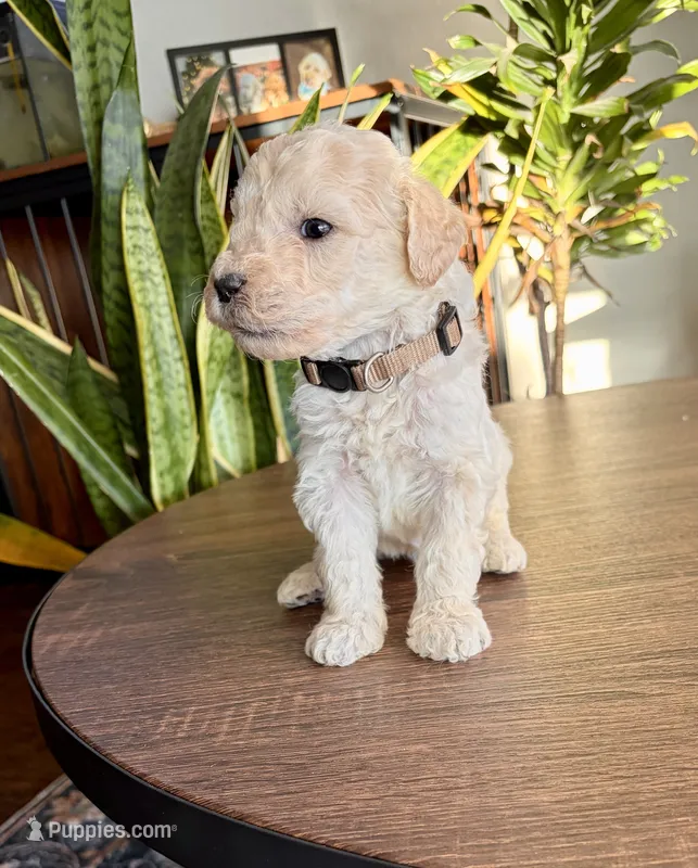 Curly  – Goldendoodle puppy for sale in Apple Valley, CA