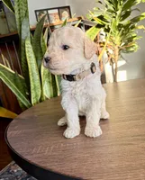 Curly , a male Goldendoodle for sale in Apple Valley, CA – 1 of 1