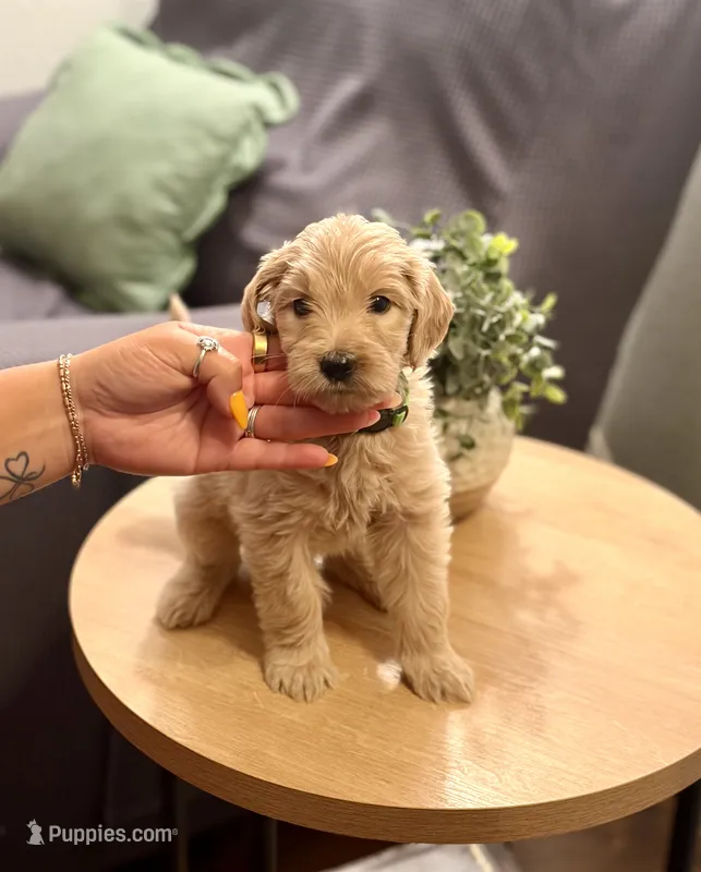 Daisy – Goldendoodle puppy for sale in Apple Valley, CA