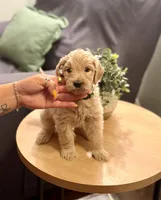 Daisy, a female Goldendoodle for sale in Apple Valley, CA – 1 of 2