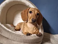 Cookie - AKC, a female Miniature Dachshund for sale in Bristol, TN – Photo 2 of 8