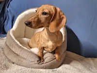 Cookie - AKC, a female Miniature Dachshund for sale in Bristol, TN – Photo 3 of 8