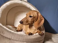 Cookie - AKC, a female Miniature Dachshund for sale in Bristol, TN – Photo 8 of 8