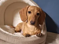 Cookie - AKC, a female Miniature Dachshund for sale in Bristol, TN – Photo 7 of 8