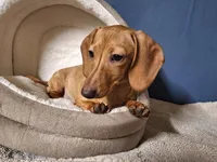 Cookie - AKC, a female Miniature Dachshund for sale in Bristol, TN – Photo 5 of 8