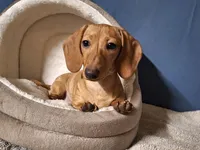 Cookie - AKC, a female Miniature Dachshund for sale in Bristol, TN – Photo 1 of 8