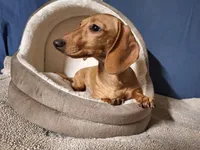 Cookie - AKC, a female Miniature Dachshund for sale in Bristol, TN – Photo 6 of 8