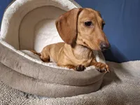 Cookie - AKC, a female Miniature Dachshund for sale in Bristol, TN – Photo 4 of 8