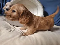 Goldy - AKC, a male Miniature Dachshund for sale in Bristol, TN – Photo 8 of 9