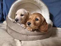 Goldy - AKC, a male Miniature Dachshund for sale in Bristol, TN – Photo 9 of 9