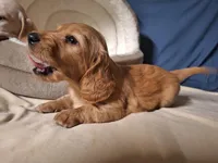 Goldy - AKC, a male Miniature Dachshund for sale in Bristol, TN – Photo 7 of 9