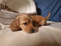 Gold - AKC, a male Miniature Dachshund for sale in Bristol, TN – Photo 2 of 9