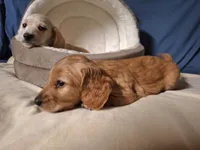 Gold - AKC, a male Miniature Dachshund for sale in Bristol, TN – Photo 6 of 9