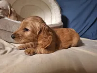 Gold - AKC, a male Miniature Dachshund for sale in Bristol, TN – Photo 1 of 9