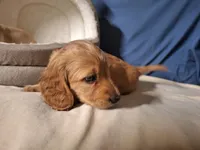 Gold - AKC, a male Miniature Dachshund for sale in Bristol, TN – Photo 5 of 9