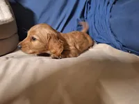 Gold - AKC, a male Miniature Dachshund for sale in Bristol, TN – Photo 4 of 9