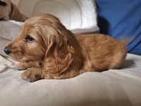 Gold - AKC, a male Miniature Dachshund for sale in Bristol, TN – Photo 3 of 9