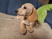 Creamy, a male Miniature Dachshund for sale in Bristol, TN – Photo 3 of 3