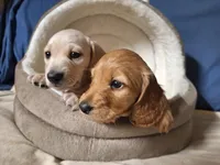 Lucky - AKC, a male Miniature Dachshund for sale in Bristol, TN – Photo 7 of 8